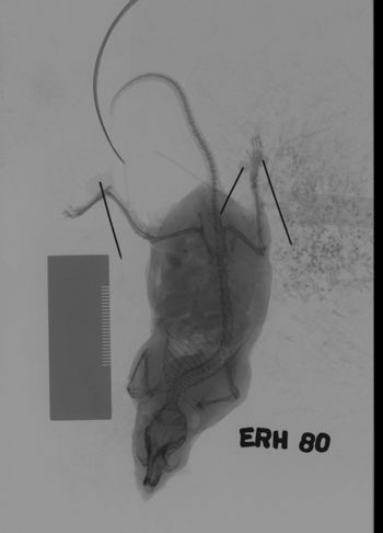 Media type: image;   Mammalogy 69529 Description: Xray of mouse.;
